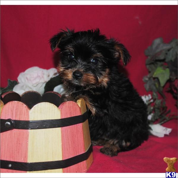 Puppies in Miami